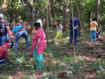 Mauritius-Reforestation of Edemic Forest