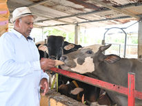Mauritius- Gow Seva or Service to Mother Cow
