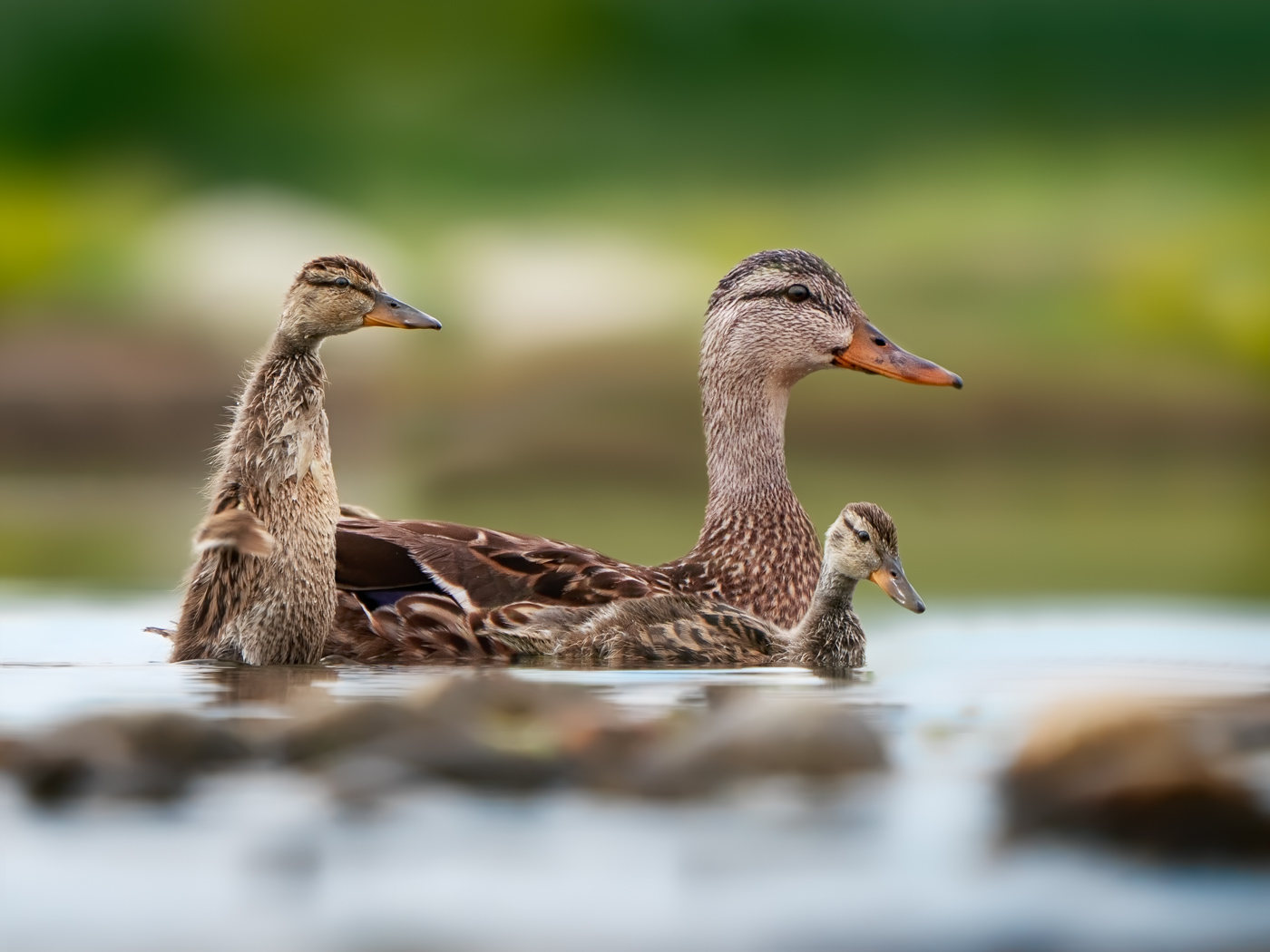 quack me up - 10 pts