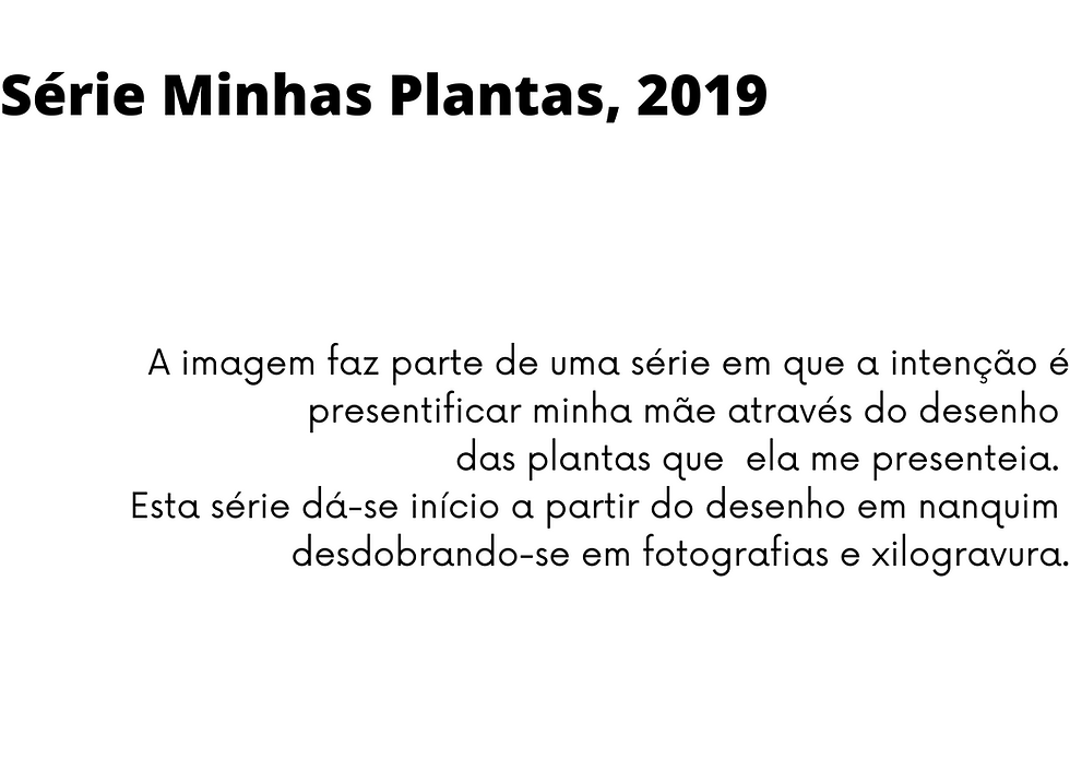 Série Minhas Plantas, 2019