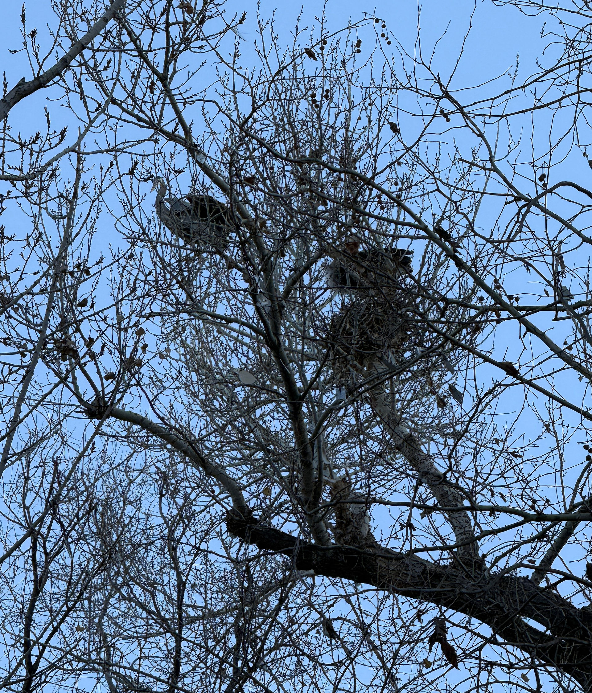Blue Heron Nesting in campsite close to us.