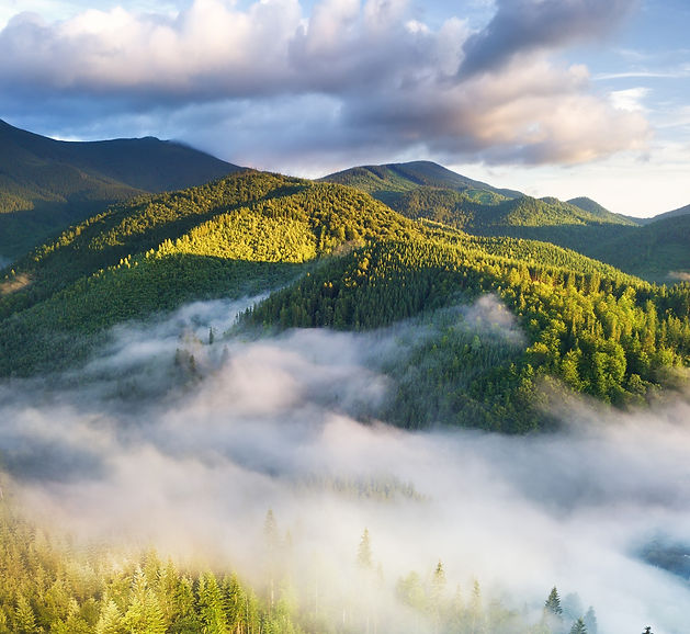 forest-and-fog-in-the-mountains-summer-landscape-2022-02-02-03-58-47-utc_edited.jpg
