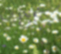 Blumenwiese im Engadin