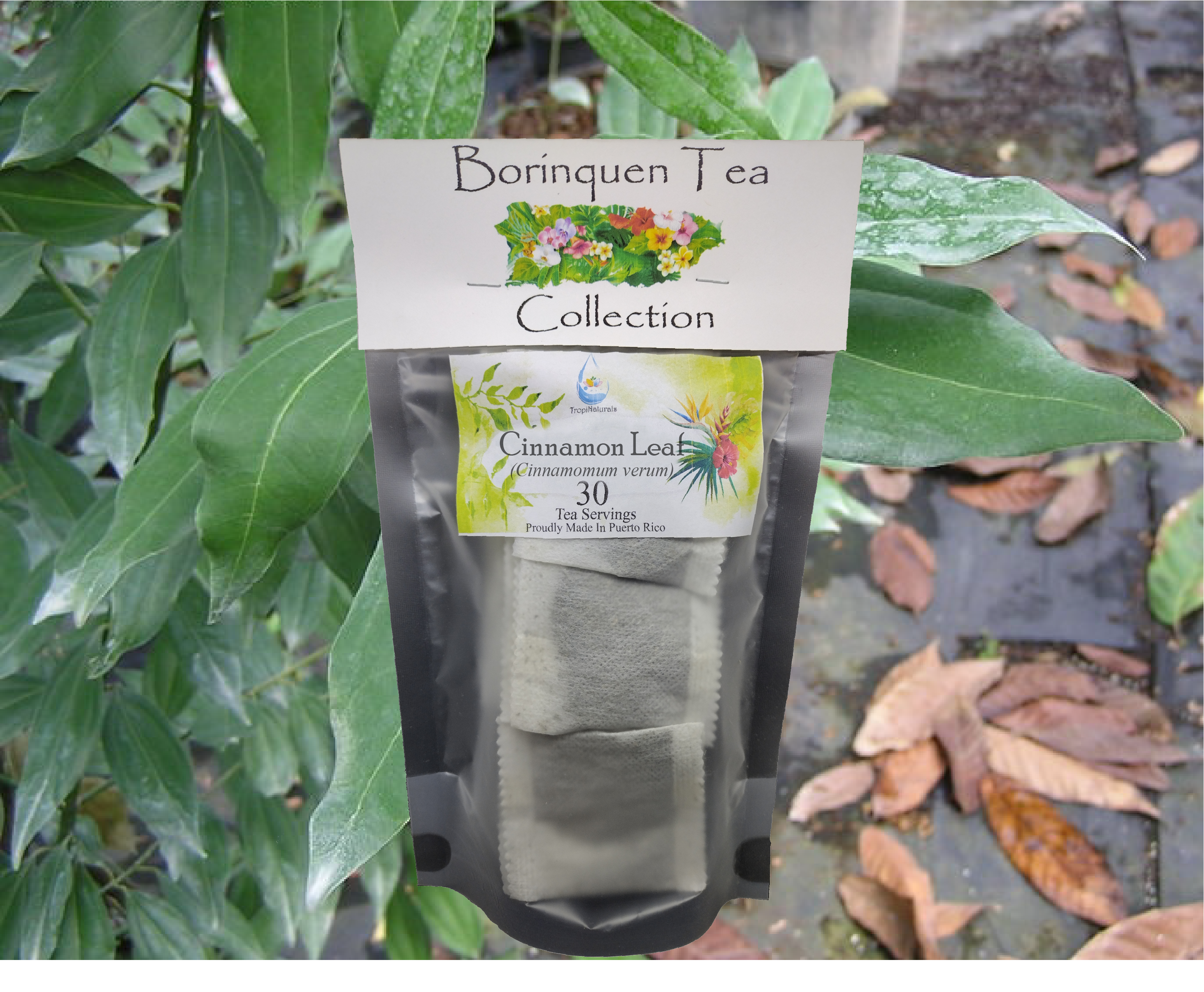 Cinnamon Tree Leaves (Cinnamomum verum)