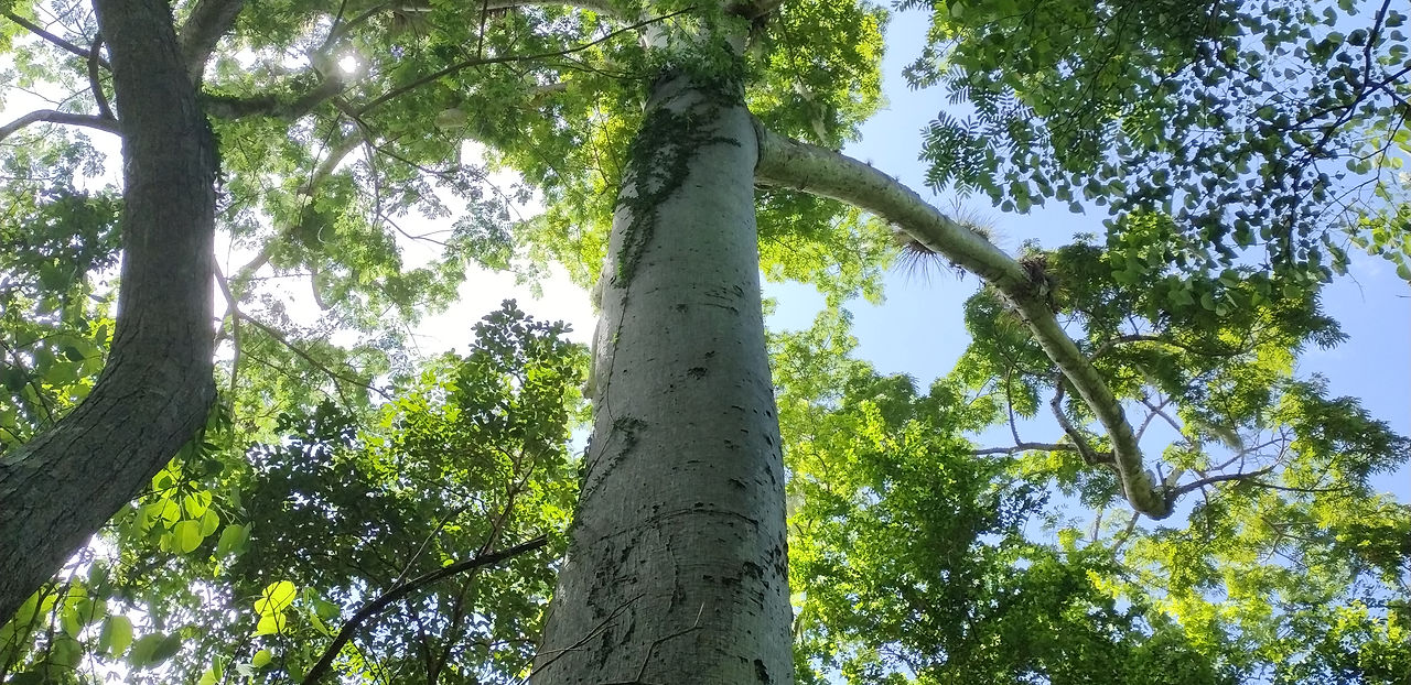 ceiba tree at TropiNaturals protected forest
