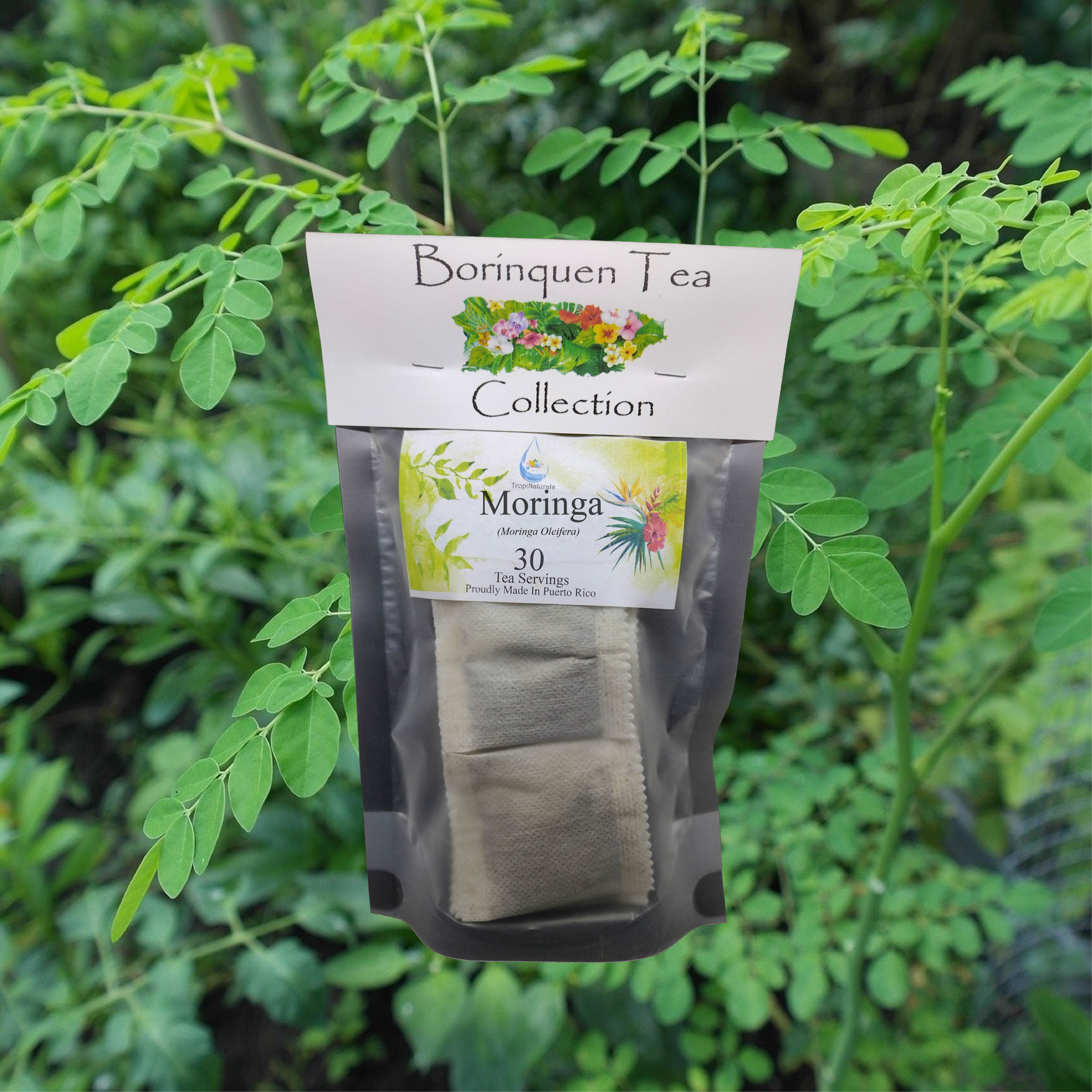 Moringa (Moringa oleifera)