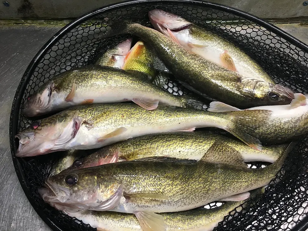 Walleye Fishing