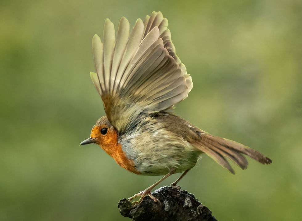 4th Robin Take off by Ray Hill