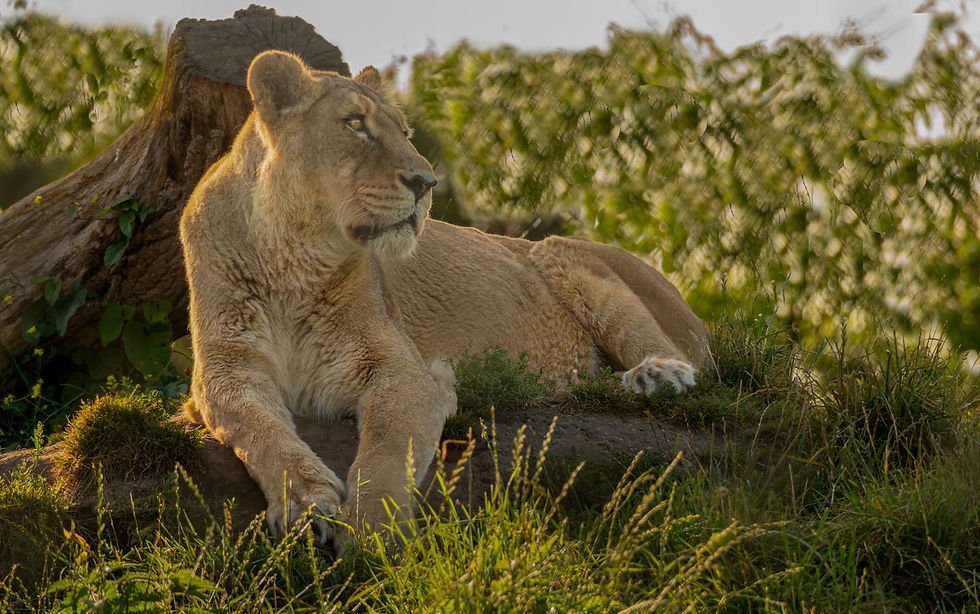1st Queen of the Golden Hour by Karen Swift