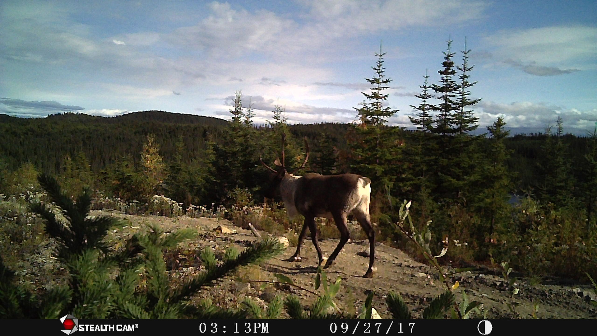 Caribou forestier sur le Nitassinan | Crédit photo: CPNIE 