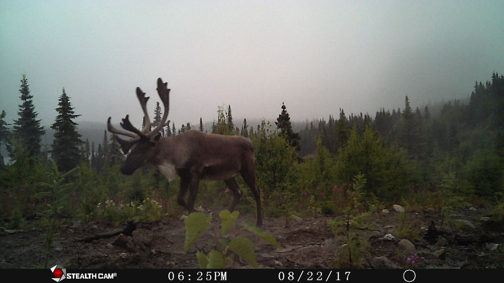 Caribou forestier sur le Nitassinan | Crédit photo: CPNIE 