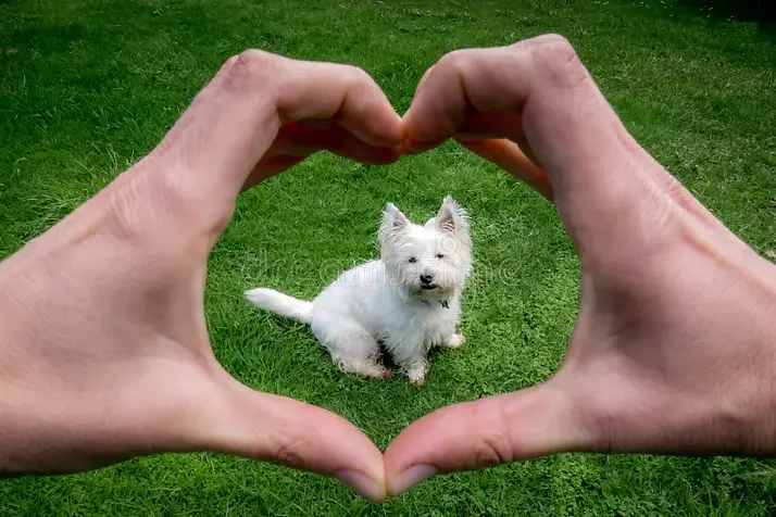 hands-making-heart-shape-around-cute-west-highland-terrier-westi-westie-dog-owner-pov-poin