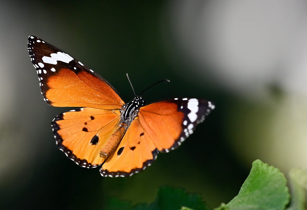 On Grief and Grieving January 2026