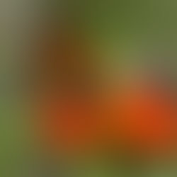 On Grief and Grieving - November 2025