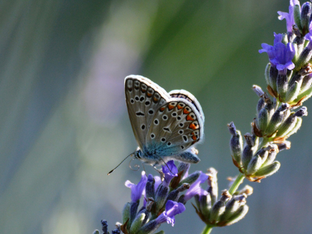 On Grief and Grieving March 2026