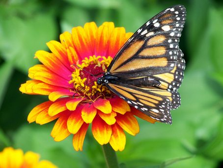On Grief and Grieving July 2026