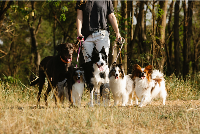 group of dogs
