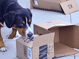 K9-Nose-Work-7955 (1).jpg