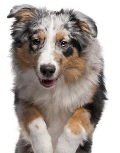 depositphotos_16981633-stock-photo-australian-shepherd-jumping-over-branch.jpg