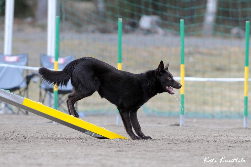 Dog Agility Contacts Workshop