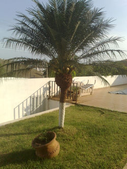 REDE SOL 057 (Large)