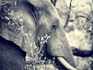 Are 7 & 23kW chargers a white elephant?