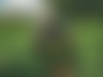 L'importance de la Qualité des Fleurs de CBD pour une Expérience Optimal de Bien-Être