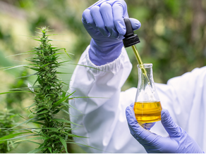 H4CBD, HHC et dérivés synthétiques