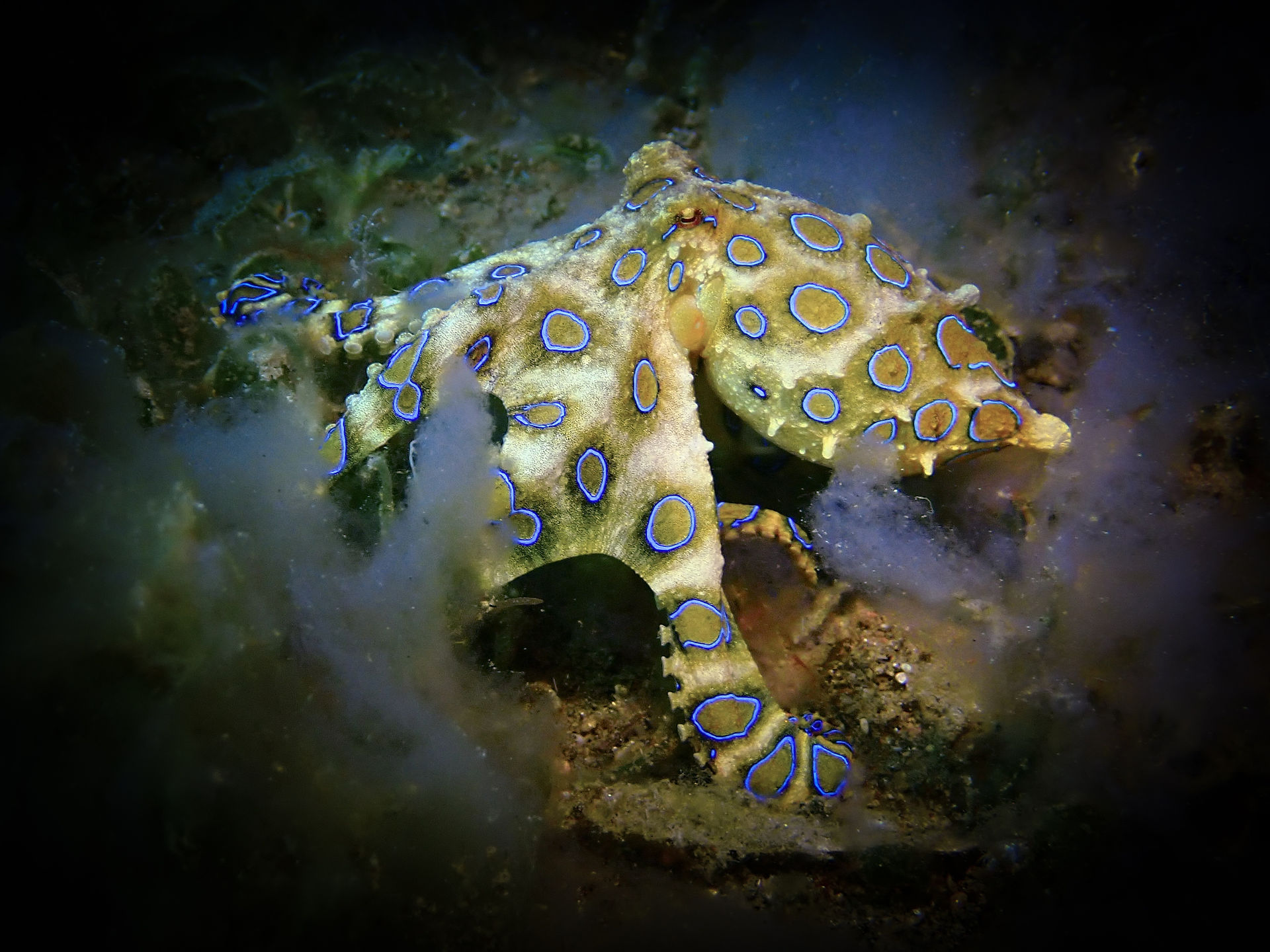 venomous blue ring octopus showing its colorful colors