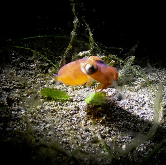 Bobtail Squid hiding in the Dark