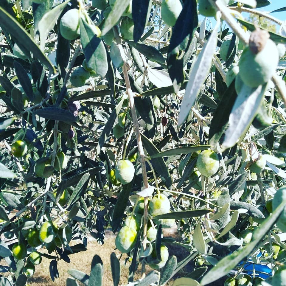 Thumbnail: Griekse olijfolie 500 ml