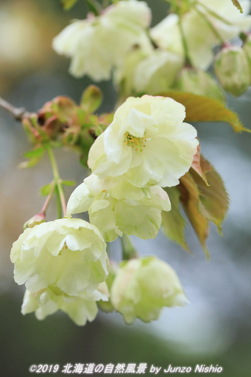 『緑の桜~御衣黄(ギョイコウ)』 札幌市 前田森林公園