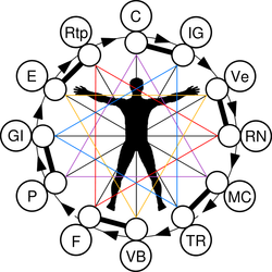 cycle nycthéméral mod..png
