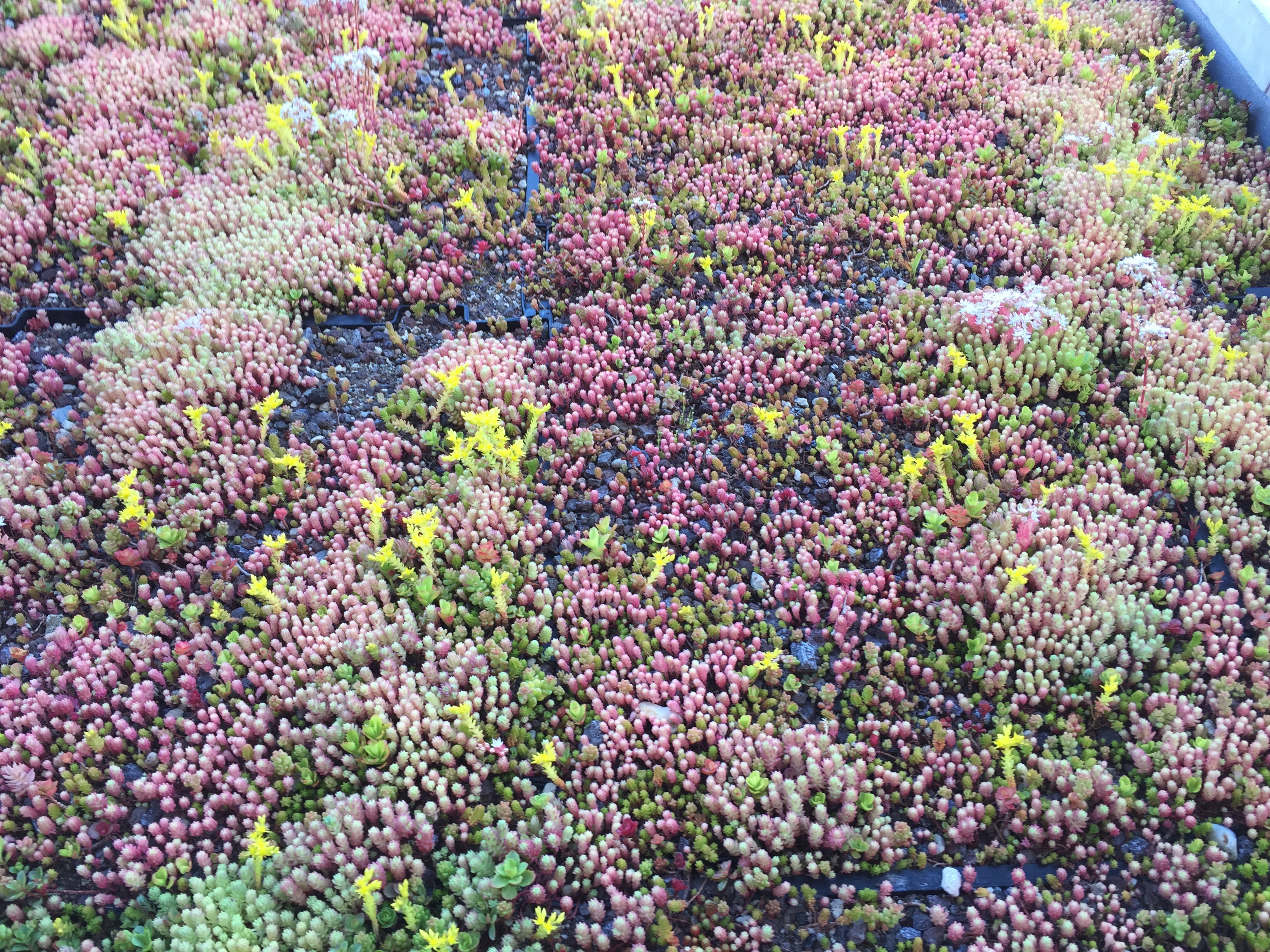 Sedum Green Roof
