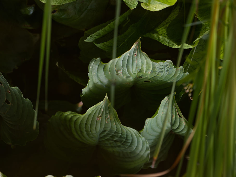 Reflections in the still water