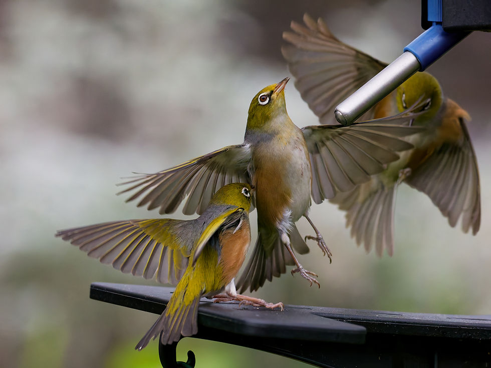 Tuesday July 29 2025. Tauhou on our feeder