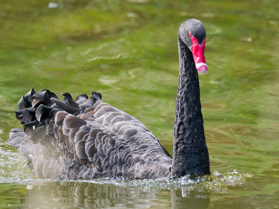 Sunday March 16 2025. Hawkesbury Lagoon