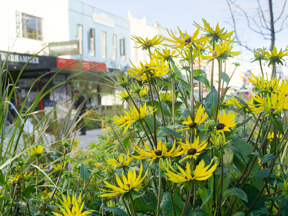 Monday 28 July 2025. Downtown, Dunedin