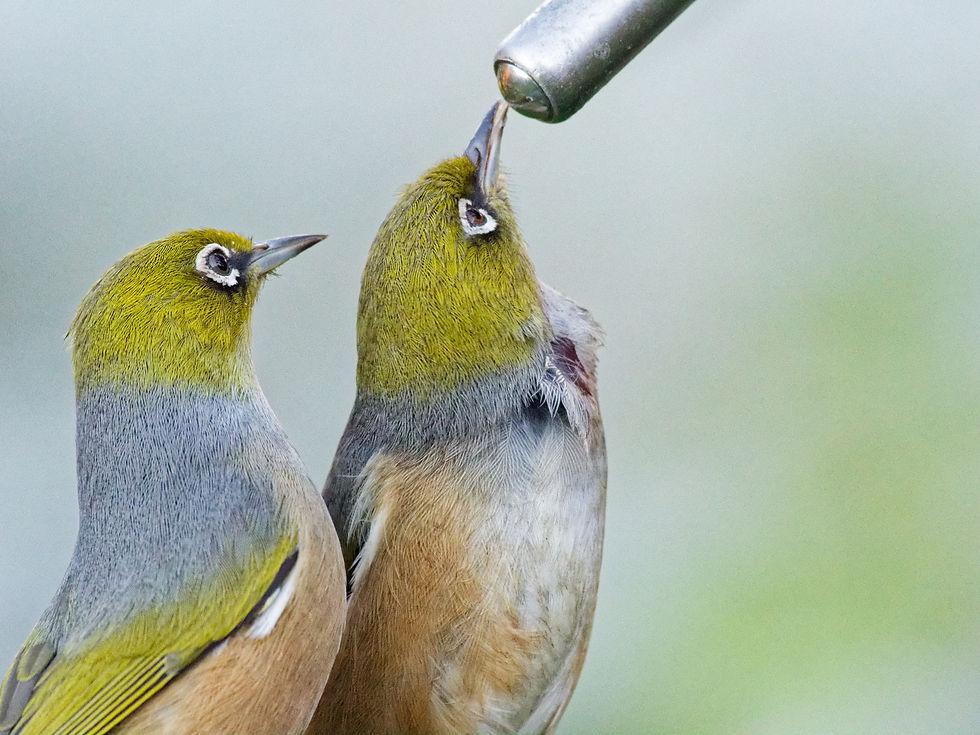 Tuesday 27 May 2025. We have 2 cats in the house and early today  one of them caught a tauhou. I freed the poor traumatised little thing, and it flew away. I didn't hold out much hope for its survival but late in the day it was feeding at our feeder. Here's hoping. 