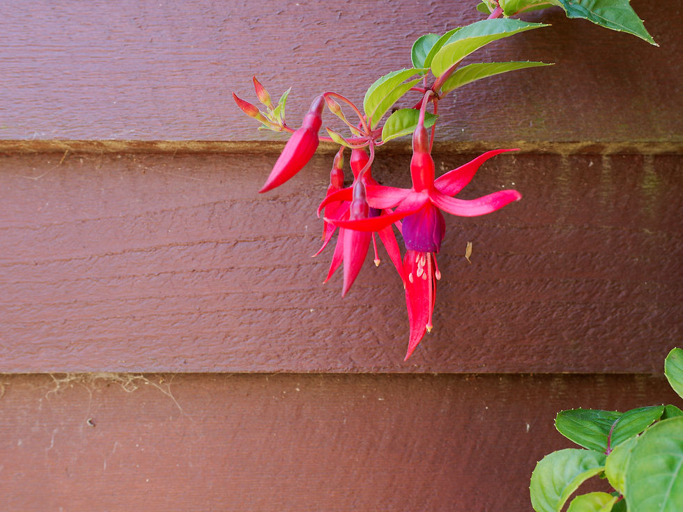 6 January 2025. Fuchsia with wood and cobwebs