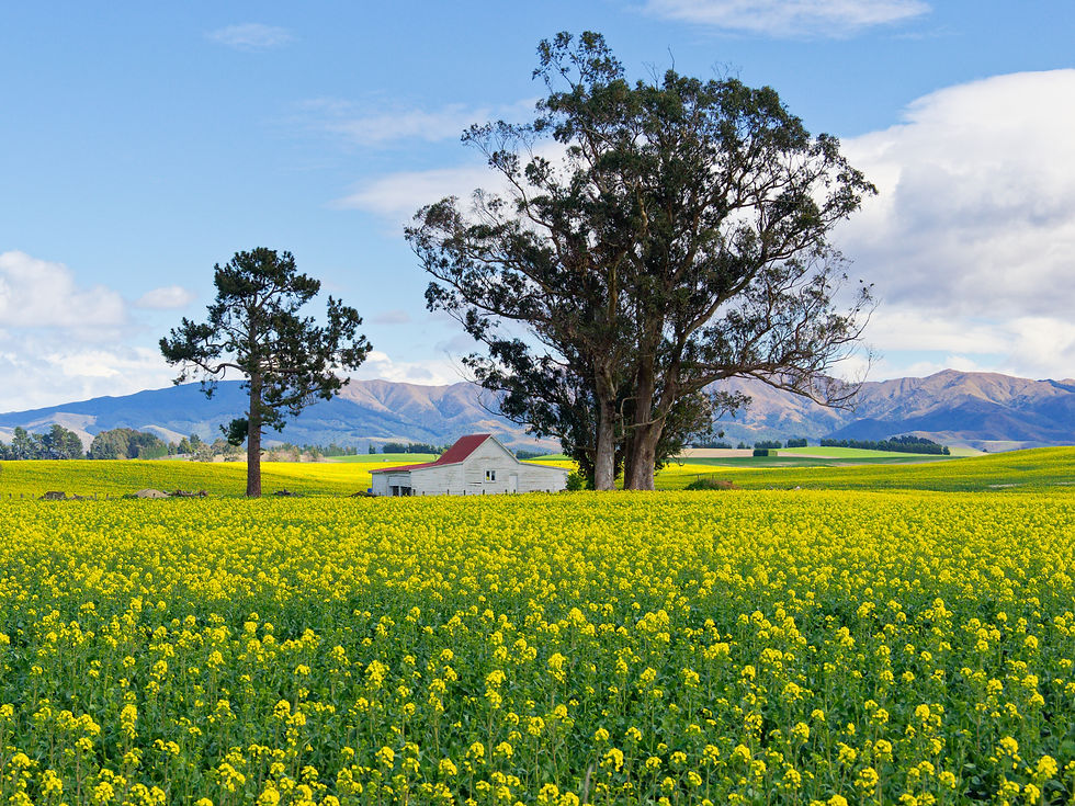 Monday September 29 2025. We drove north today. I often stop to photograph this picturesque farm with its fields of canola. 