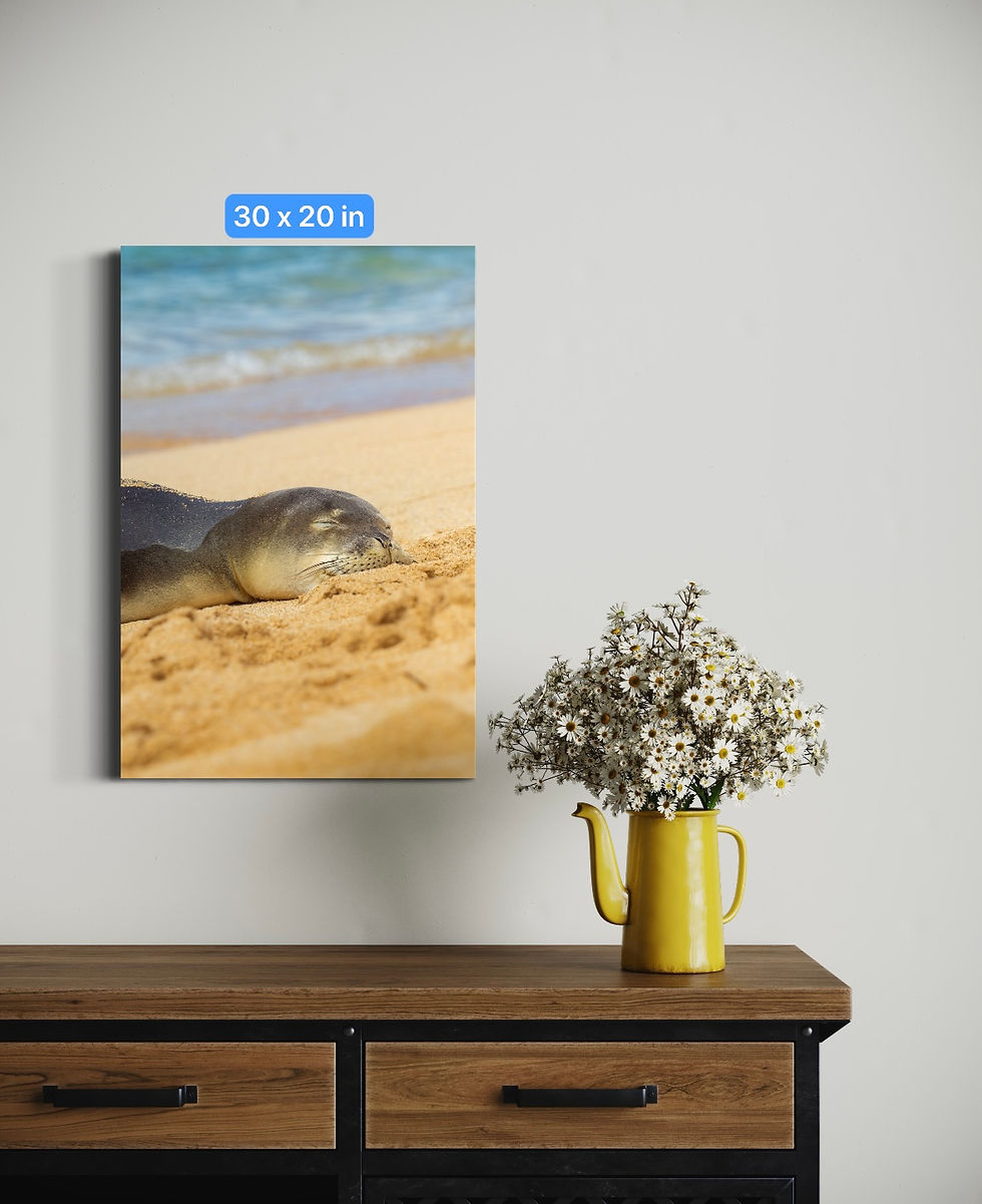 Thumbnail: Hawaiian Monk Seal , Kaua'i 2023