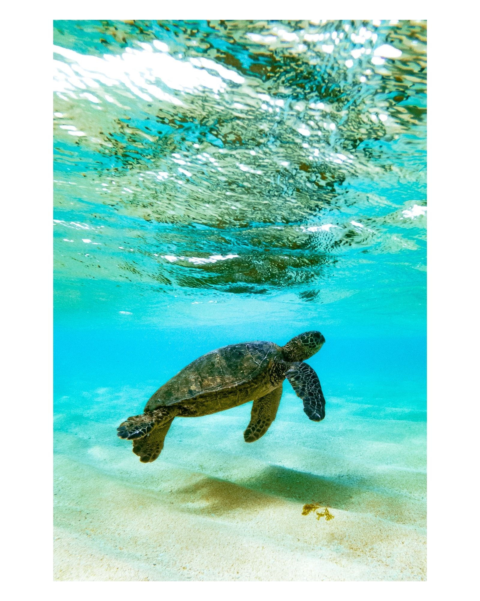 Honu Mālie, Kauaʻi 2022
