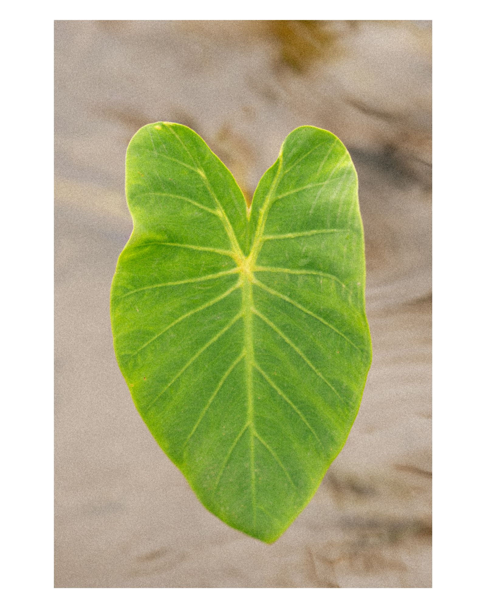 Kalo, Kaua‘i 2025