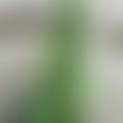 Cannabis Bud Rot & Powdery Mildew - Causes, Prevention, and Treatment