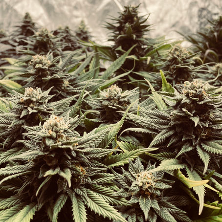 Learning to Grow Weed: Best Blogs, Links, and Classes to Learn to Grow Cannabis