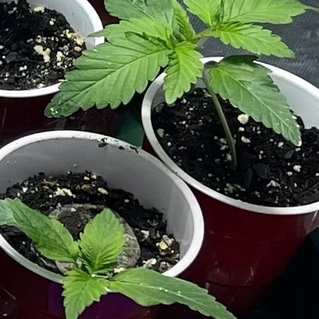 Free Cannabis Seeds - How to Find The Best Photo And Autoflower Seeds Online for USA