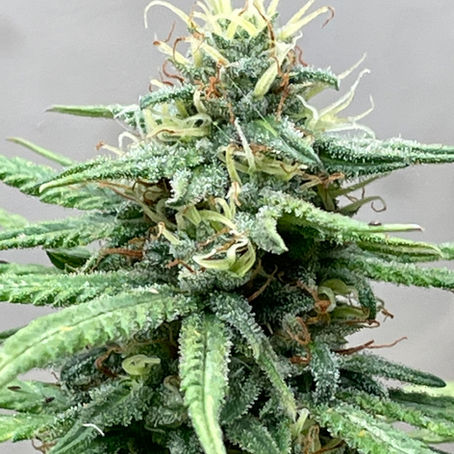 Why Lawless Grow? Our History