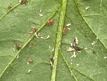 How To Get Rid Of Bugs On Cannabis