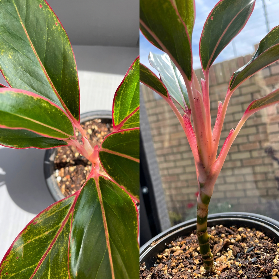 Aglaonema Red Siam